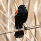 A red-winged blackbird showing off its red wings.